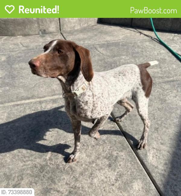 Reunited Female Dog last seen Kingbird Way and Kanob, Sacramento, CA 95842