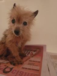 Reunited Male Dog last seen Tiebout and Valentine, The Bronx, NY 10457