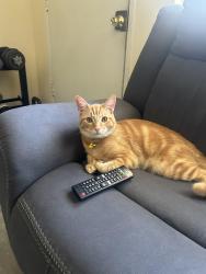 Lost Male Cat last seen Near lions park in Costa Mesa, Costa Mesa, CA 92627