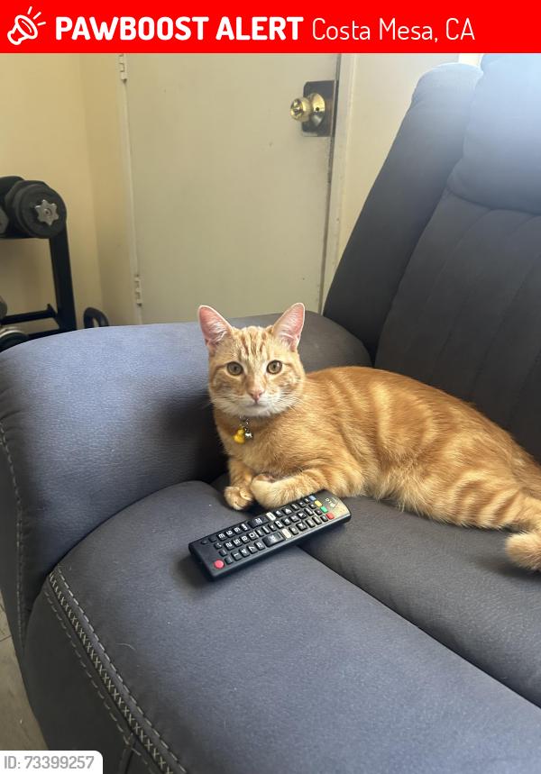 Lost Male Cat last seen Near lions park in Costa Mesa, Costa Mesa, CA 92627