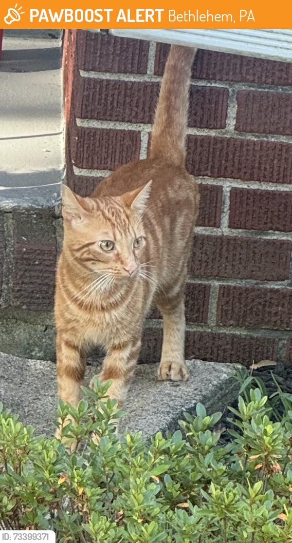 Found/Stray Female Cat last seen Hamilton Ave & Sycamore St, Bethlehem, PA 18017