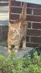 Found/Stray Female Cat last seen Hamilton Ave & Sycamore St, Bethlehem, PA 18017