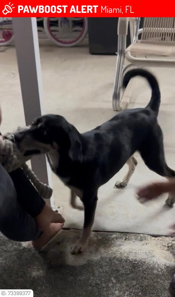 Lost Male Dog last seen Krome, Miami, FL 33170