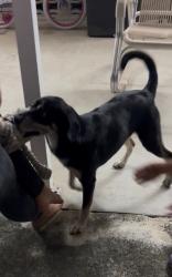 Lost Male Dog last seen Krome, Miami, FL 33170