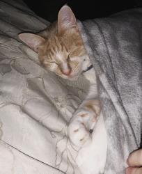Lost Male Cat last seen Najus, Panama City, FL 32404