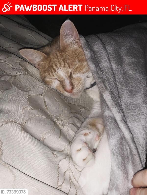 Lost Male Cat last seen Najus, Panama City, FL 32404