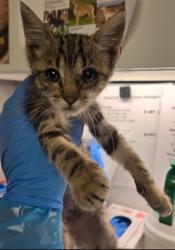 Shelter Stray Male Cat last seen E Illinois Ave & N 7th St, Fresno Zone Fresno CO 2 93702, CA, 1510 W Dan Ronquillo Dr, Fresno, CA 93706, USA