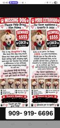 Lost Male Dog last seen Barjud Ave. & Holt, Pomona, CA 91799