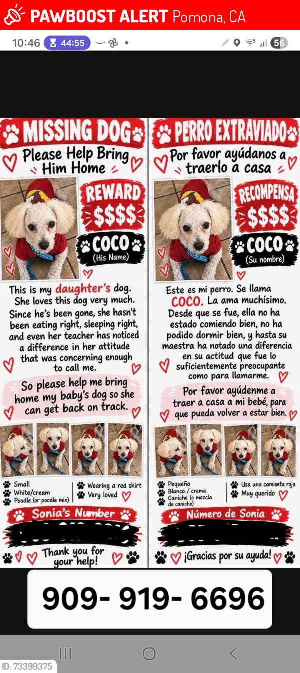Lost Male Dog last seen Barjud Ave. & Holt, Pomona, CA 91799