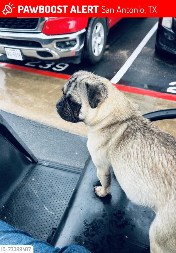 Lost Male Dog last seen Pipers Ln, San Antonio, TX 78251