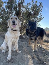 Lost Female Dog last seen Piñon hills community park, Piñon Hills, CA 92372
