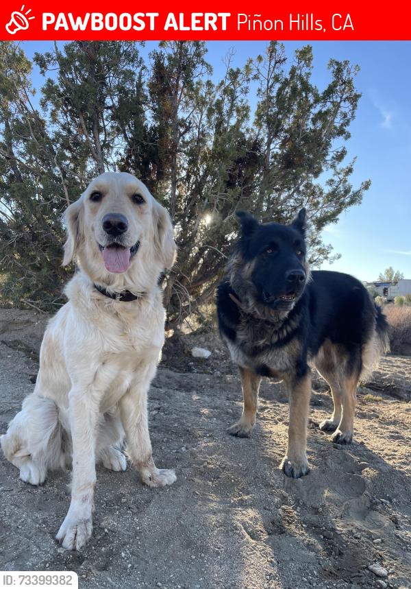 Lost Female Dog last seen Piñon hills community park, Piñon Hills, CA 92372