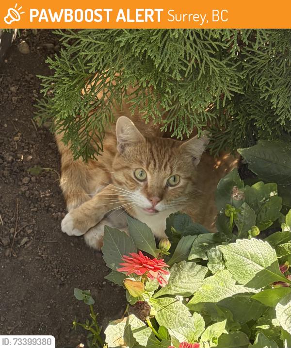 Found/Stray Unknown Cat last seen 127st 94ave, Surrey, BC 