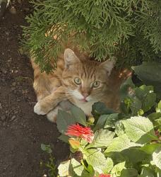 Found/Stray Unknown Cat last seen 127st 94ave, Surrey, BC 