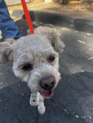Found/Stray Male Dog last seen Orchard bend / rostrada, Poway, CA 92064