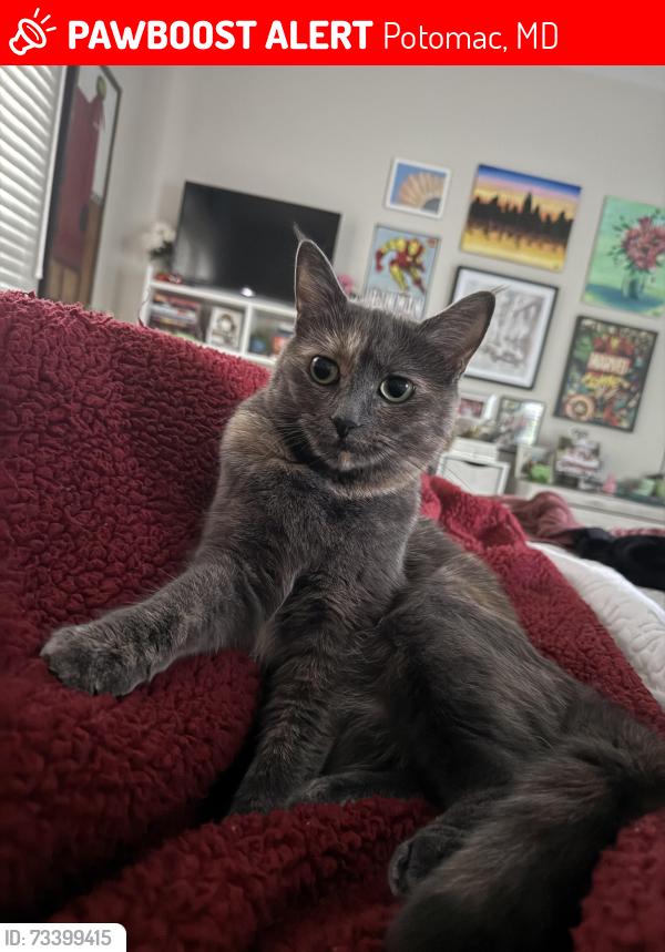 Lost Female Cat last seen Boswell Court, Potomac, MD 20854
