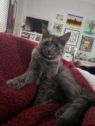 Lost Female Cat last seen Boswell Court, Potomac, MD 20854