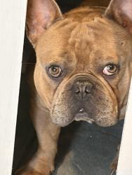 Lost Male Dog last seen Red Mine Ln, Grand Prairie, TX 75052