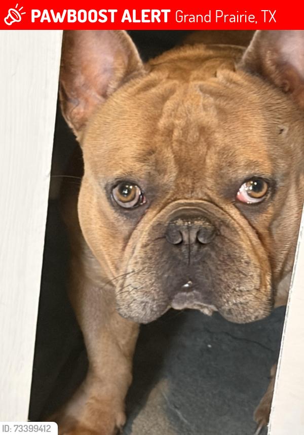 Lost Male Dog last seen Red Mine Ln, Grand Prairie, TX 75052