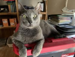 Found/Stray Male Cat last seen E Pine Drive, Huffman, TX 77336