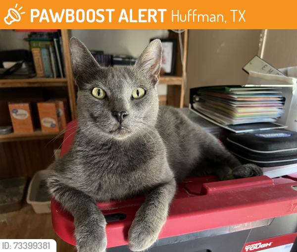 Found/Stray Male Cat last seen E Pine Drive, Huffman, TX 77336