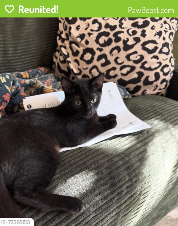 Reunited Female Cat last seen La Jolla Garden Villas, San Diego, CA 92122