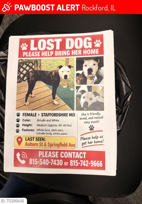 Lost Female Dog last seen Auburn st between Springfield and meridian, Rockford, IL 61101