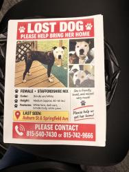 Lost Female Dog last seen Auburn st between Springfield and meridian, Rockford, IL 61101