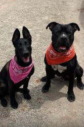 Lost Male Dog last seen Benavides center, Las Cruces, NM 88005