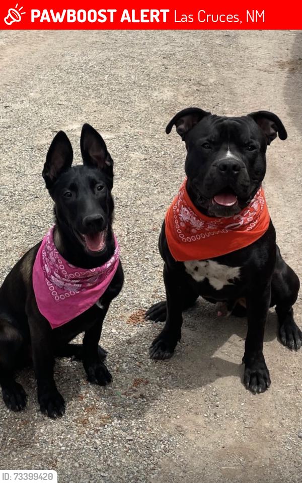 Lost Male Dog last seen Benavides center, Las Cruces, NM 88005