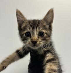 Shelter Stray Male Cat last seen Near Beyer Boulevard, San Diego, CA, 92173, 5500 Gaines St, San Diego, CA 92110, USA