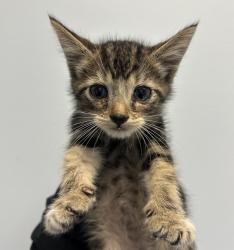 Shelter Stray Male Cat last seen Near Beyer Boulevard, San Diego, CA, 92173, 5500 Gaines St, San Diego, CA 92110, USA