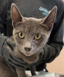 Shelter Stray Female Cat last seen Near First Avenue, San Diego, CA, 92101, 5500 Gaines St, San Diego, CA 92110, USA