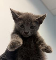 Shelter Stray Male Cat last seen Near First Avenue, San Diego, CA, 92101, 5500 Gaines St, San Diego, CA 92110, USA