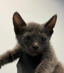 Shelter Stray Female Cat last seen Near First Avenue, San Diego, CA, 92101, 5500 Gaines St, San Diego, CA 92110, USA