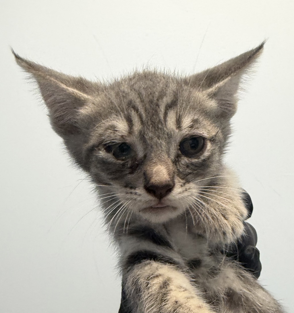 Shelter Stray Male Cat last seen Near First Avenue, San Diego, CA, 92101, 5500 Gaines St, San Diego, CA 92110, USA