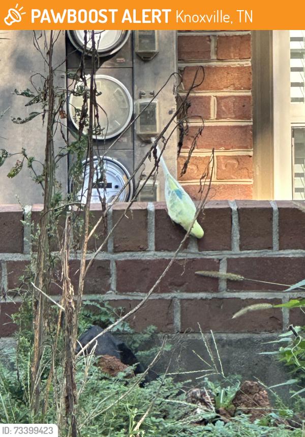 Found/Stray Unknown Bird last seen Franklin Hill Blvd, Knoxville, TN 37922