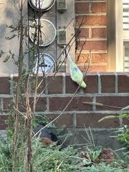 Found/Stray Unknown Bird last seen Franklin Hill Blvd, Knoxville, TN 37922