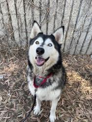 Shelter Stray Female Dog last seen Balboa Avenue, San Diego, CA, 92123, 5500 Gaines St, San Diego, CA 92110, USA