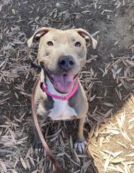 Shelter Stray Female Dog last seen Near Park Boulevard, San Diego, CA, 92101, 5500 Gaines St, San Diego, CA 92110, USA