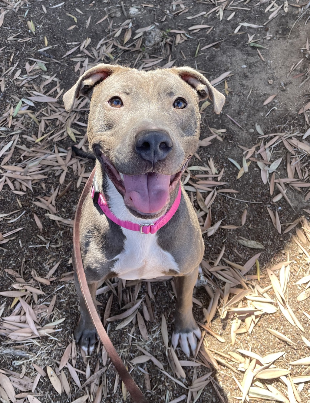Shelter Stray Female Dog last seen Near Park Boulevard, San Diego, CA, 92101, 5500 Gaines St, San Diego, CA 92110, USA