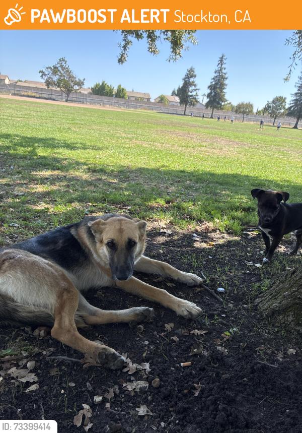 Found/Stray Unknown Dog last seen Panella Park, Stockton, CA 95210