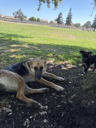 Found/Stray Unknown Dog last seen Panella Park, Stockton, CA 95210