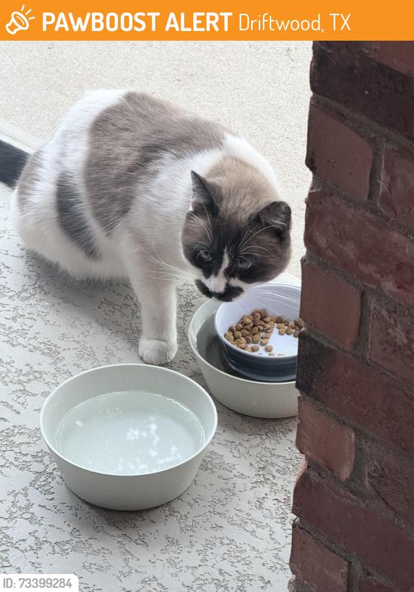Found/Stray Unknown Cat last seen Driftwood, TX, Driftwood, TX 78619