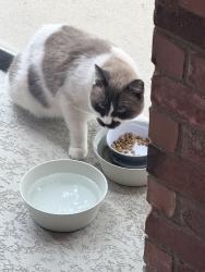 Found/Stray Unknown Cat last seen Driftwood, TX, Driftwood, TX 78619