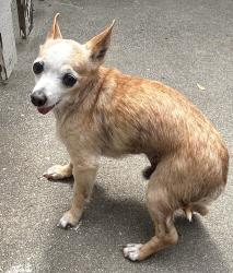 Reunited Male Dog last seen Near Senator Ave Harbor City Ca 90710, Los Angeles, CA 90710