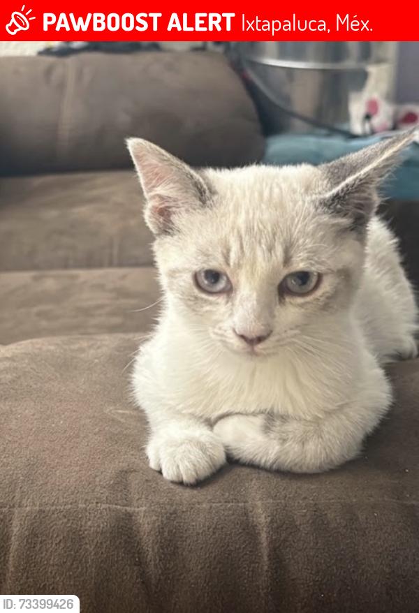 Lost Male Cat last seen Autop. México - Puebla KM 25 4700, Villas de, Ayotla, 56560 Ixtapaluca, Méx., Ixtapaluca, Méx. 56566
