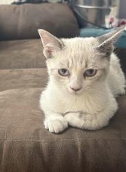 Lost Male Cat last seen Autop. México - Puebla KM 25 4700, Villas de, Ayotla, 56560 Ixtapaluca, Méx., Ixtapaluca, Méx. 56566