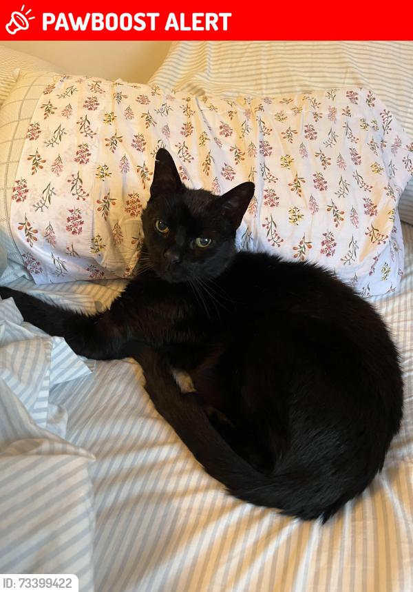 Lost Male Cat last seen Burke Rd and Boot Rd, West Whiteland Township, PA 19380