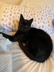 Lost Male Cat last seen Burke Rd and Boot Rd, West Whiteland Township, PA 19380